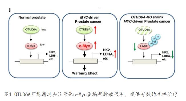 西安交大与军科院、哈佛合作研究为前列腺癌的防治带来希望