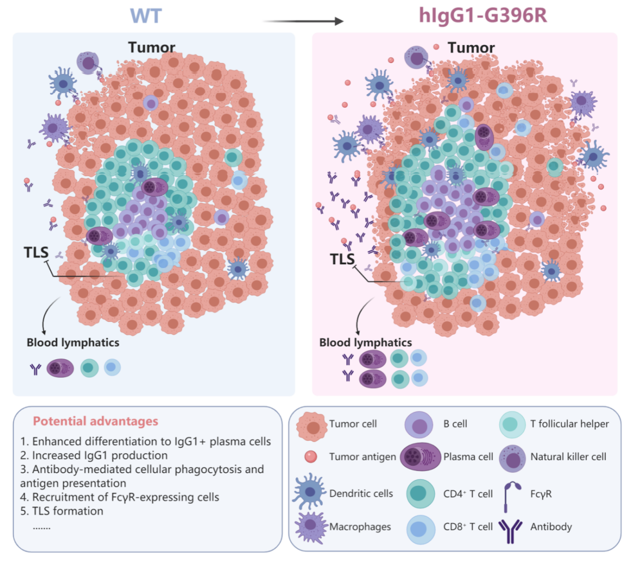 清华北大研究团队合作发现IgG1记忆性B细胞抗原受体变异体对肿瘤的抵御作用