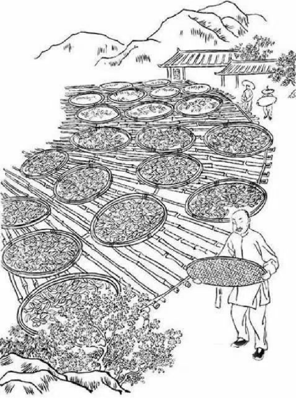 岩茶工艺VIP:一采二倒青,三摇四围水,五炒六揉金,七烘八捡梗,九复十筛分