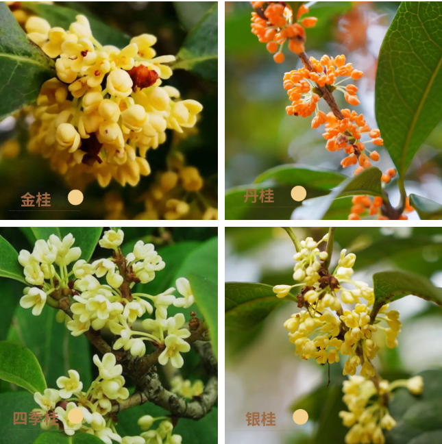 福州鼓岭最佳赏桂花地点